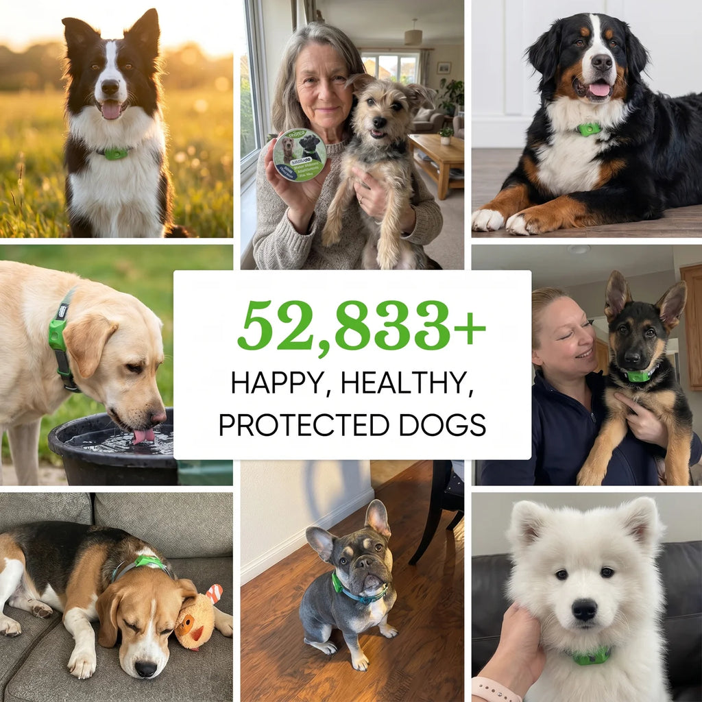 Nirex - 12 Months Tick & Flea Prevention